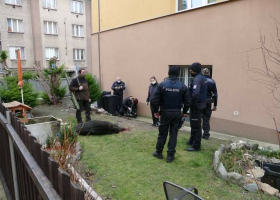 Divočák prohnal obyvatele i policisty v Podolí. Museli ho zastřelit