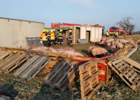 Prasata a krávy běhaly na Chrudimsku po nehodě nákladního auta