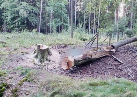 Tragický pád stromu na Chrudimsku skončil smrtelným zraněním