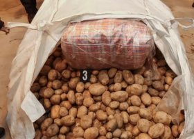 Konopí za 8 miliónů korun schovali do brambor. Chytila je policie.