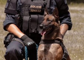 Mladíka v celostátním pátrání vyčmuchal policejní pes v keři